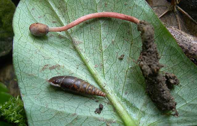 Cordyceps larvicola    Qulet